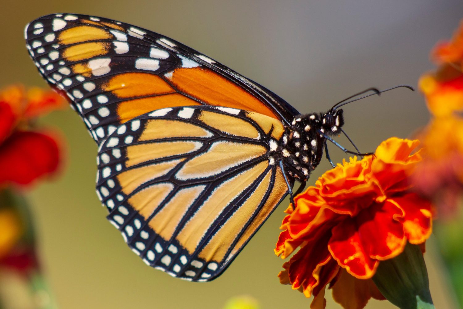 Southlake's Monarch Butterfly Festival 2022 - Minteer Real Estate Team