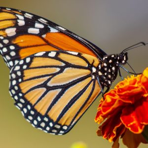 Southlake’s Monarch Butterfly Festival 2022