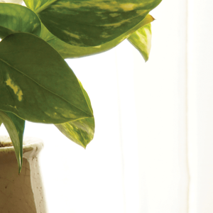 Helping Houseplants Thrive While You’re Away